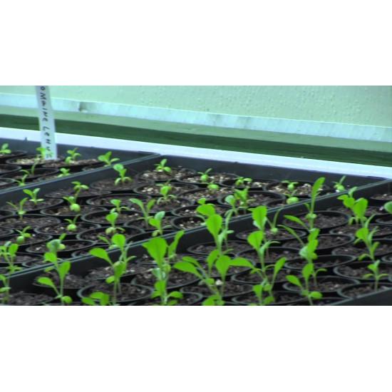 LEAF LETTUCE Leafy greens Seedling(10 Sampling )