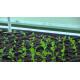 LEAF LETTUCE Leafy greens Seedling(10 Sampling )