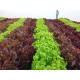 oakleaf Lettuce (10 Sapling )