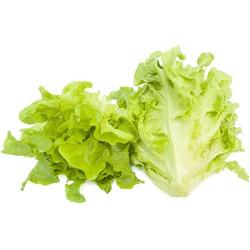 oakleaf Lettuce (10 Sapling )