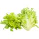 oakleaf Lettuce (10 Sapling )