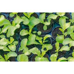 oakleaf Lettuce (10 Sapling )