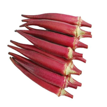 OKRA RED - seedling (10 sapling)   
