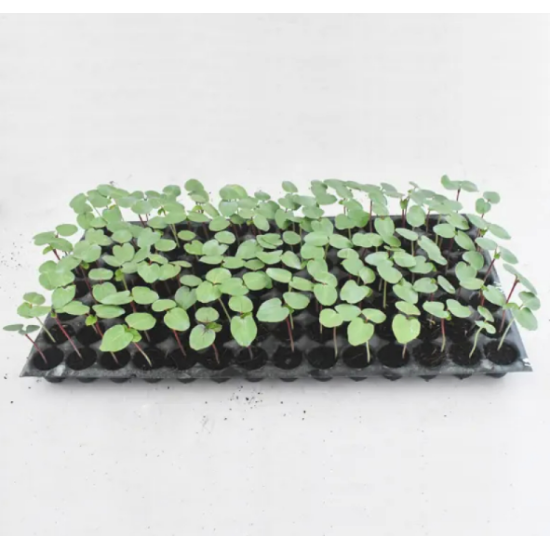 OKRA RED - seedling (10 sapling)