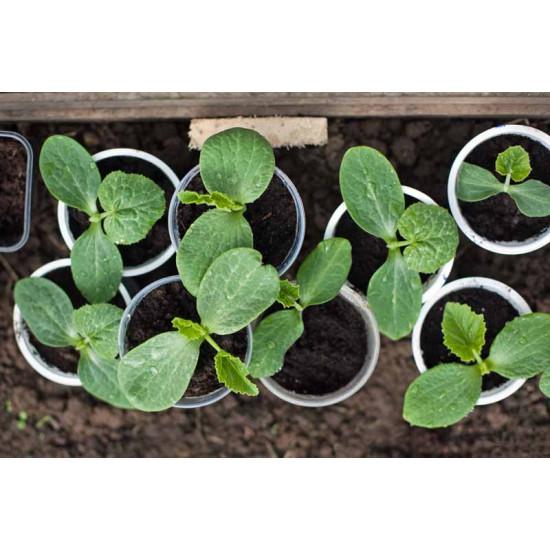 Sponge Gourd - Seedling (10 sapling)