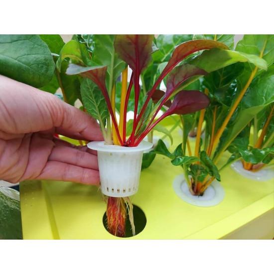 Bright Yellow Swiss Chard Seedling (10 Sampling )