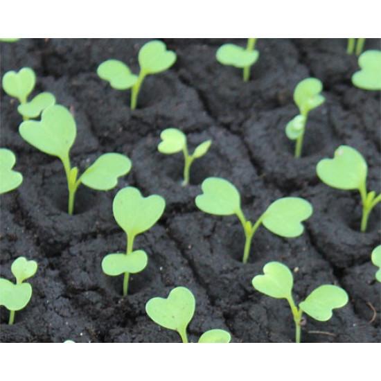 Tatsoi -  SEEDLING ( 10 SAPLING )