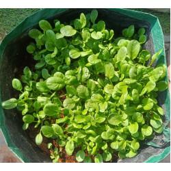 Tatsoi -  SEEDLING ( 10 SAPLING )