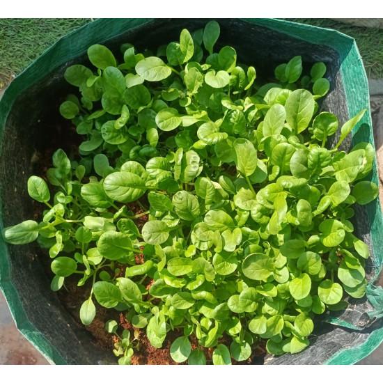 Tatsoi -  SEEDLING ( 10 SAPLING )