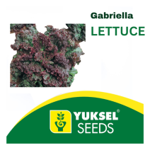 lettuce Gabriella Batavia  - Yuksel 5000 seeds 