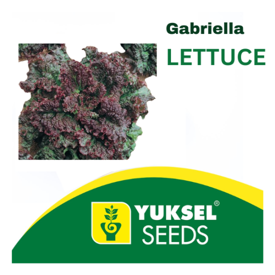 lettuce Gabriella Batavia  - Yuksel 5000 seeds