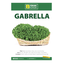 lettuce Gabrella - Yuksel  5000 seeds