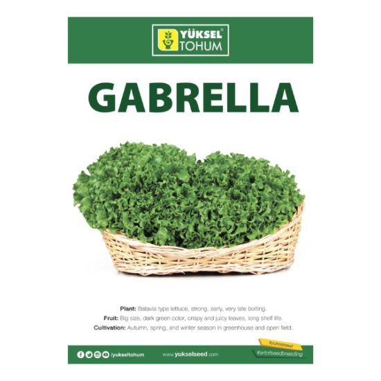 lettuce Gabrella - Yuksel  5000 seeds