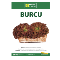 lettuce burcu Red batavia - Yuksel 5000 seeds 