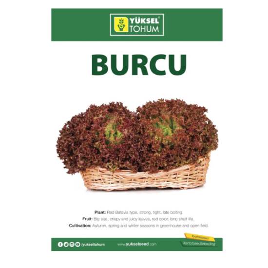 lettuce burcu Red batavia - Yuksel 5000 seeds