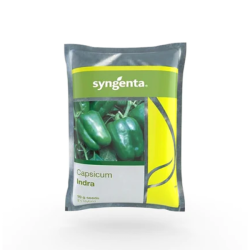 Capsicum Hybrid Indra - Syngenta 12gm