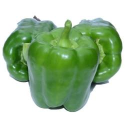 Enza Zaden - F1 Almirante Capsicum 1000-Seed