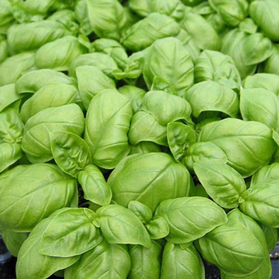 Basil Emilly-10g