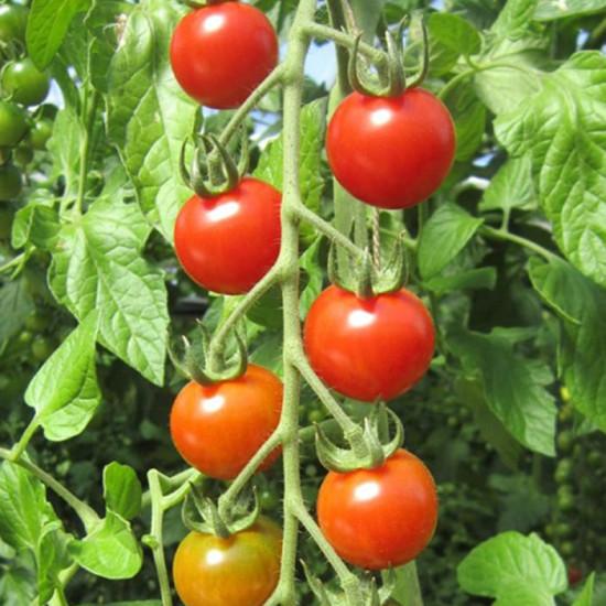 Cherry Tomato- Marinika - Enza Zaden(1000-seeds)