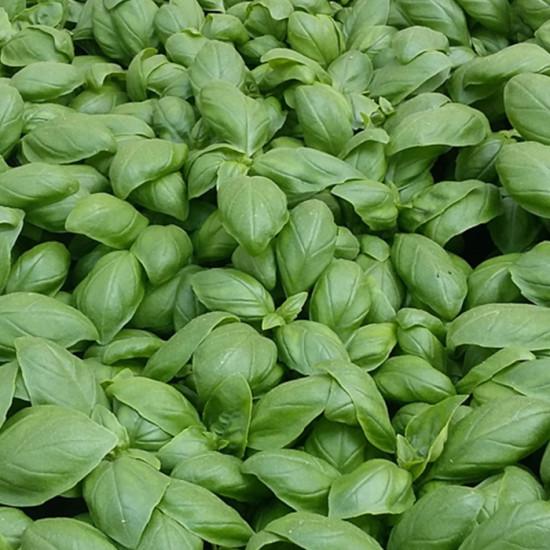 Genevose – basil Dolly  - Enza Zaden (1000-seeds)