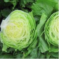 Iceberg - Glendana - Enza Zaden (1000-seeds)