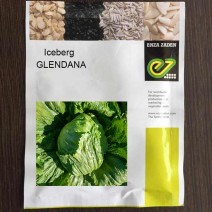 Iceberg - Glendana - Enza Zaden (1000-seeds)