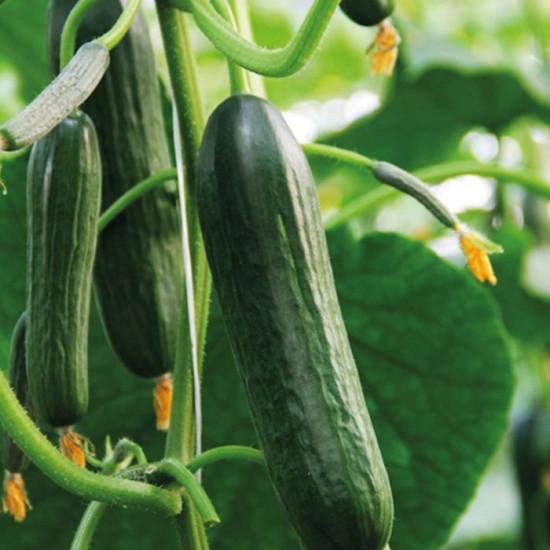 Enza Zaden Katrina Mini Cucumber (1000-seeds)