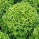 Lettuce Batavia Caipira  - Enza Zaden (1000-seeds)