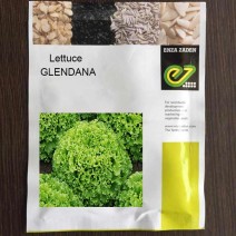 Lettuce – Batavia – Caipira (1000-seeds)