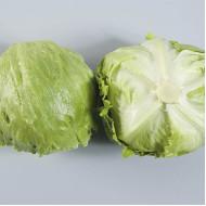 Lettuce Botiola - Enza Zaden (1000-seeds)