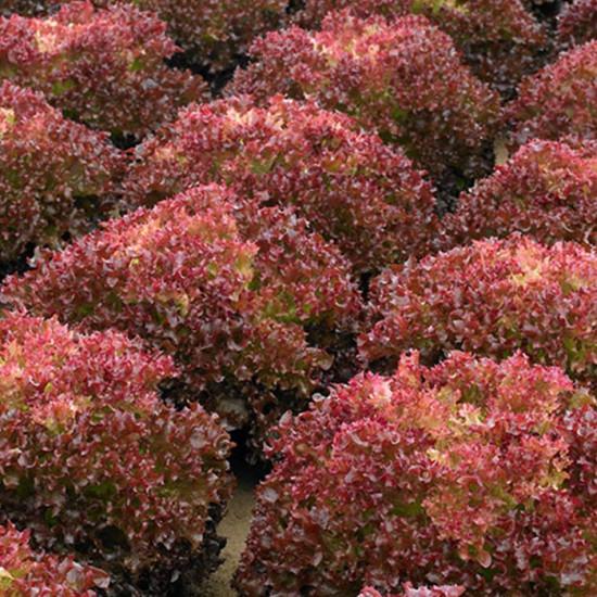 Lettuce Tuska - Enza Zaden (1000-seeds)