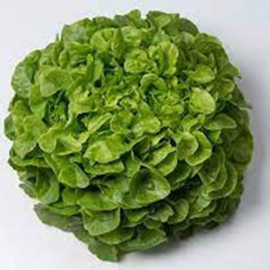 Lettuce Vizir - Enza Zaden (1000-seeds)