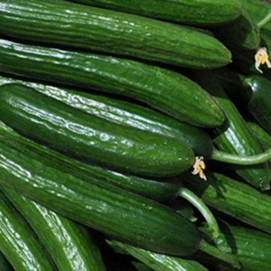 Enza Zeden Nagene Mini Cucumber -  (1000-seeds)
