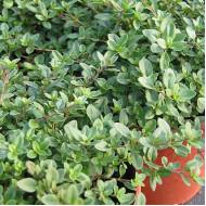 Oregano - Paula - Enza Zaden 10g