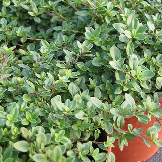 Oregano - Paula - Enza Zaden 10g