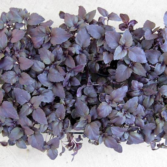 Purple/Red Basil – Rosie - Enza Zaden (1000-seeds)