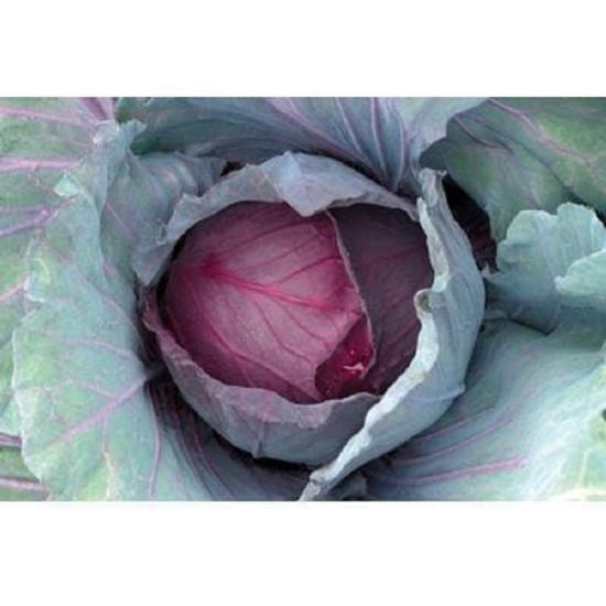 RED JEWEL CABBAGE-10g