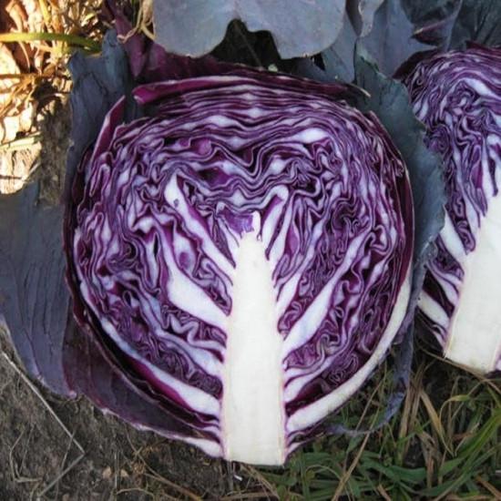 RED JEWEL CABBAGE-10g