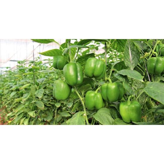 INTRUDER CAPSICUM (Syngenta)-150 Seed