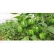 INTRUDER CAPSICUM (Syngenta)-150 Seed