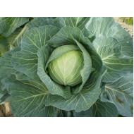HARE KRISHNA CABBAGE SEEDS(Tokita)-10g