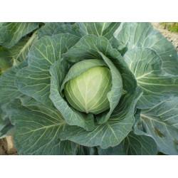 HARE KRISHNA CABBAGE SEEDS(Tokita)-10g