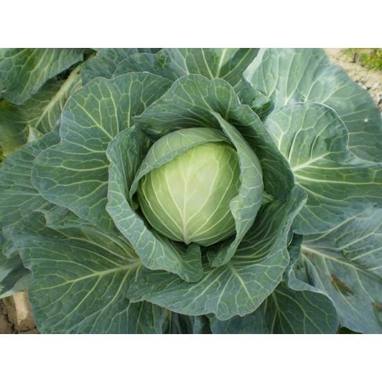 HARE KRISHNA CABBAGE SEEDS(Tokita)-10g