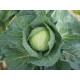 HARE KRISHNA CABBAGE SEEDS(Tokita)-10g