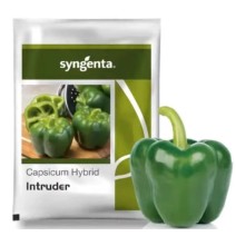 INTRUDER CAPSICUM (Syngenta)-150 Seed