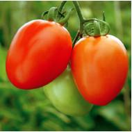 Abhinav Tomato (Syngenta)
