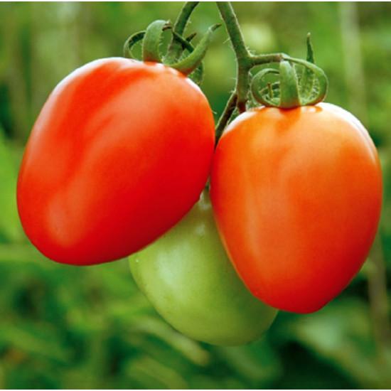 Abhinav Tomato (Syngenta)