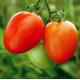 Abhinav Tomato (Syngenta)