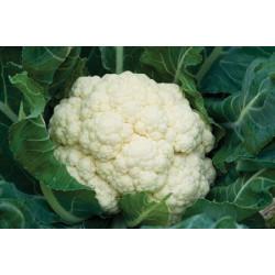 DEEPTI CAULIFLOWER SEEDS (CLAUSE)-10G
