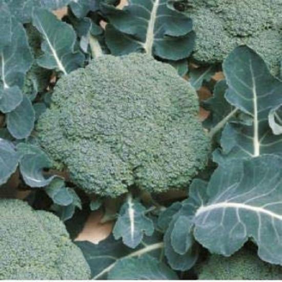 LUCKY BROCCOLI SEEDS(Bejo)-1000 Seed